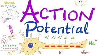 Action Potential  Most COMPREHENSIVE Explanation  Nerve Physiology [upl. by Annahsal]