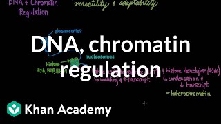 DNA and chromatin regulation  Biomolecules  MCAT  Khan Academy [upl. by Artenahs]