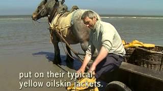 Shrimp fishing on horseback in Oostduinkerke [upl. by Curtis]