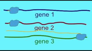 GENETICS 3 GENE REGULATION HETEROCHROMATIN VS EUCHROMATIN [upl. by Reemas]