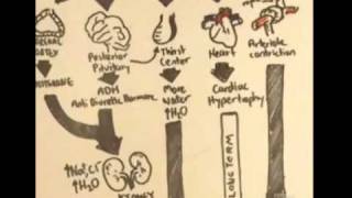 ReninAngiotensinAldosterone System Overview [upl. by Yekim649]