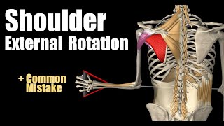 Shoulder External Rotation With Cable [upl. by Drue259]