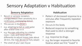 Sensory Adaptation v Habituation [upl. by Denoting]