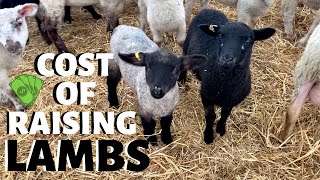 How much does it cost us to raise a lamb FROM WEAN TO MARKET Vlog 233 [upl. by Betthezel]