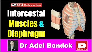 Intercostal Muscles and Diaphragm Dr Adel Bondok [upl. by Larkin593]