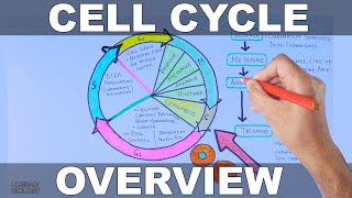 Cell Cycle  Overview [upl. by Ahseram]