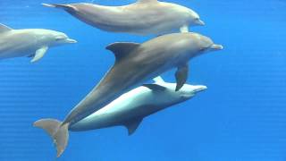 Dolphins mating in the wild [upl. by Aneekat]