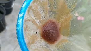 How to culture daphnia moina in a small container Part 1 English Subtitle [upl. by Haimirej359]