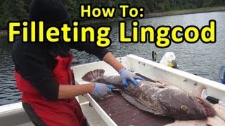 HOW TO FILLET LINGCOD  FISHING TIPS [upl. by Euqinmod]