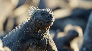 The Marine Iguana  A Perfect Planet  BBC Earth [upl. by Kadner]