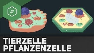 Tierzelle vs Pflanzenzelle  REMAKE [upl. by Claus]