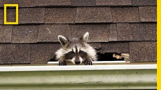 How to Evict Your Raccoon Roommates  National Geographic [upl. by Phonsa]