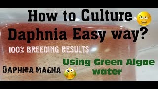 Daphnia MagnaHow to Culture Daphnia Easy wayCulturing Daphnia using Green water Daphnia [upl. by Houghton]