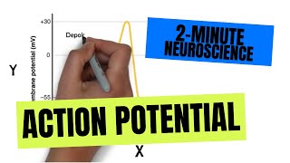 2Minute Neuroscience Action Potential [upl. by Harry]