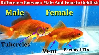 Difference Between Male And Female Goldfish [upl. by Ethelbert]