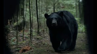 BACKCOUNTRY  BEAR ATTACK SCENE 2015 [upl. by Picker]