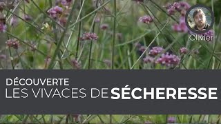 Découverte  Les vivaces de sécheresse [upl. by Surdna418]