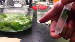 Photosynthesis in Leaf Disks Experiment [upl. by Brownson]