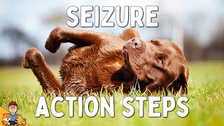 What to Do When Your Dog has a Seizure [upl. by Carlile]