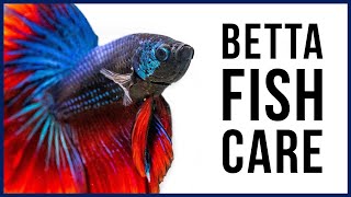 How to Care for Your New Betta Fish [upl. by Kwon]