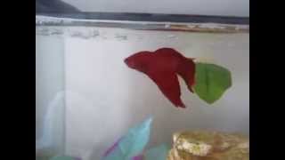 How to teach your Betta 4 different tricks [upl. by Helbona]