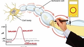 NEURON ACTION POTENTIAL MADE EASY [upl. by Morville]