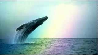 Whales amp Dolphins  Natural Sounds [upl. by Danforth155]