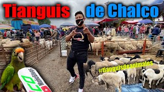 Tianguis de Chalco ANIMALES [upl. by Gnof]