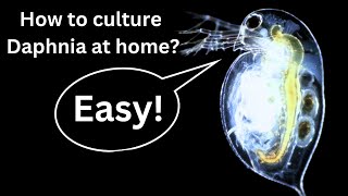 BEST Live Fish Food Beginner guide How to Culture Daphnia at home [upl. by Onailerua]