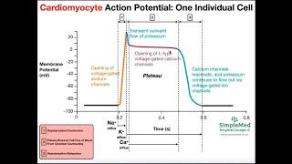 The Cardiac Muscle Action Potential EXPLAINED [upl. by Nevaed]