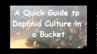 How to culture daphnia outside [upl. by Nwahsek524]