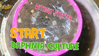 How to culture daphnia moina the easy way 1  Starting the Daphnia culture [upl. by Nomra]