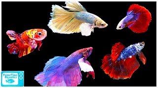 Betta Fish Care Guide Everything You Need to Know [upl. by Ecirtael]