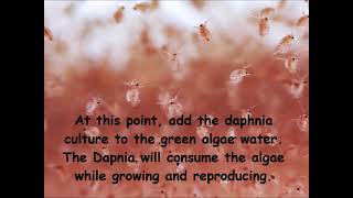 Daphnia  How to grow daphnia in your home [upl. by Schinica333]