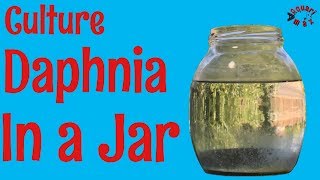 How to Culture Daphnia in a Jar [upl. by Tomkin759]