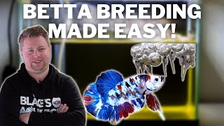 EASY How to Breed Bettas Step by Step [upl. by Doe]