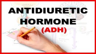 ADH Antidiuretic Hormone  Renal Physiology [upl. by Atiluj]