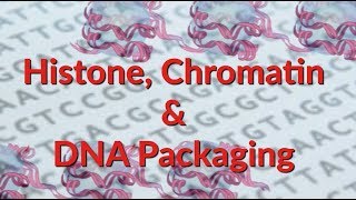 Histone  Chromatin  Nucleosome  DNA Packaging [upl. by Dewar]