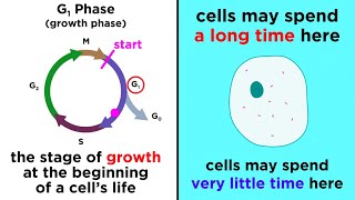 The Cell Cycle and its Regulation [upl. by Atalayah214]