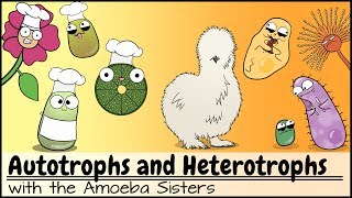 Autotrophs and Heterotrophs [upl. by Nert]