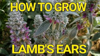 How to grow Lambs Ears Stachys Byzantina [upl. by Althea]