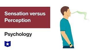 Sensation versus Perception  Psychology [upl. by Nicolais]