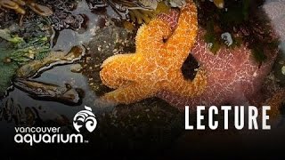 Introduction To Marine Life Course Intertidal Marine Organisms [upl. by Atteinotna753]