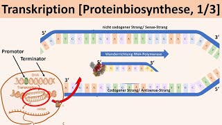 Transkription Proteinbiosynthese 13  Biologie Genetik Oberstufe [upl. by Adnaw]