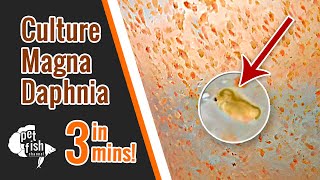 How to culture DAPHNIA MAGNA  The easy way [upl. by Furtek]