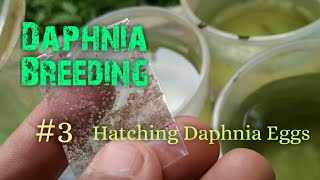 Daphnia Culture made simple and easy 3  Hatching Daphnia eggs [upl. by Obnukotalo]