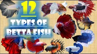 12 Types of Betta Fish [upl. by Amii230]