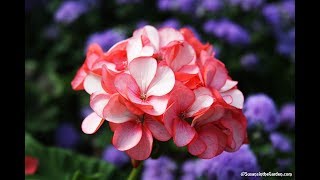 How to Overwinter Geraniums Pelargoniums Everyone Can Grow A Garden 2018 35 [upl. by Eenehs84]