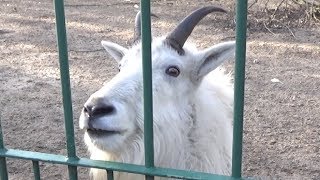 Rocky Mountain Goat Whining Sound Scream Call [upl. by Colpin907]