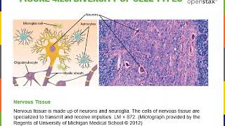 Introduction to Cytology Part 1 [upl. by Aihsitan]